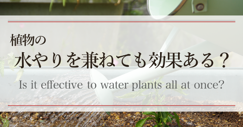 植物の水やりを兼ねても効果ある？　Is it effective to water plants all at once?